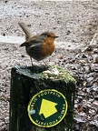47 Robin leading the way